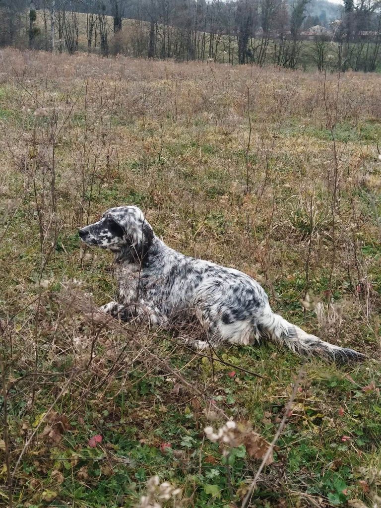 Scarlett Du Bois D'Automne