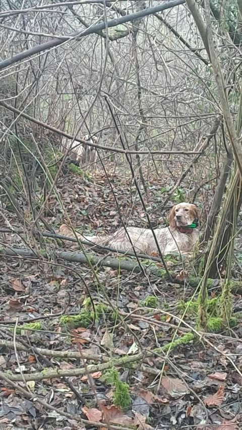Unter (dit) Uno Du Bois D'Automne