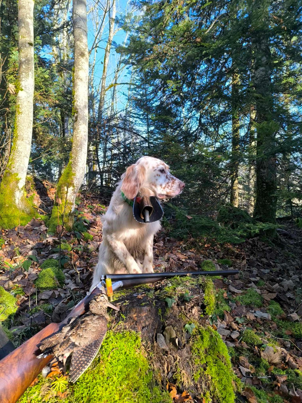 Vespa Du Bois D'Automne