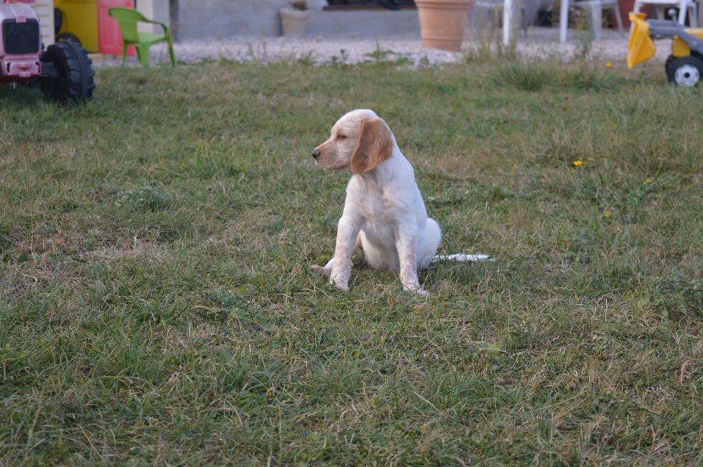 Du Bois D'Automne - Setter Anglais - Portée née le 13/07/2018