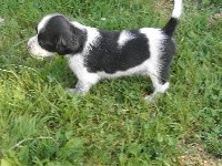 CHIOT