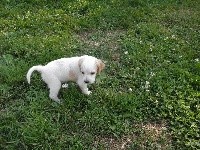 CHIOT