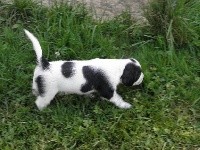 CHIOT