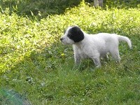 CHIOT