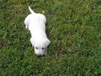 CHIOT