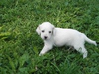 CHIOT